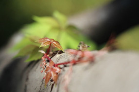 �＾������