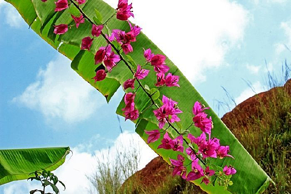 �Ž�Ҷ�{�ž�