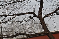 ����С��