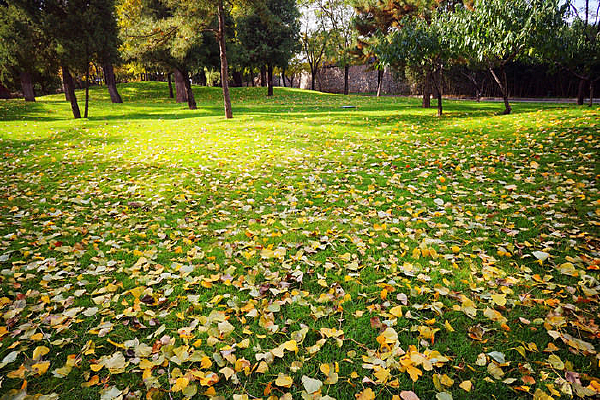 �ݵ��ϵĽ����Ҷ