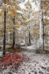 ���Ի�����ѩ��