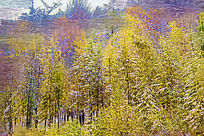 �����ͻ���ɭ����ѩ��