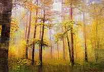 �����ͻ�������ɭ�֡�