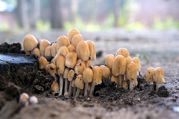 ���ϵ�Ģ��