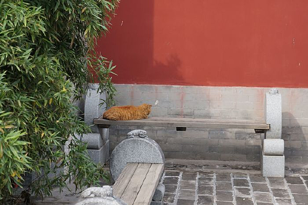 �����µ�����è��