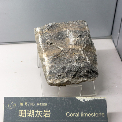 �ͻ�˹̹ɺ������