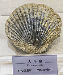 Ȼʯ