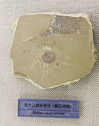 ˮĸʯ