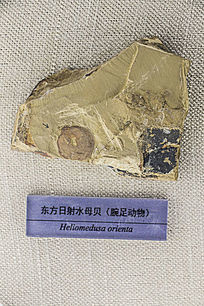 ˮĸʯ