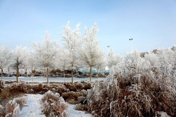 ��ѩ����