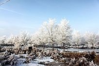 ������ѩ