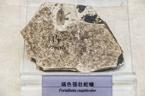 ��ɫǿ׳�߻�ʯ