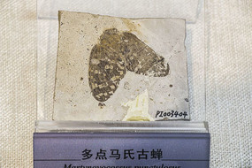 ������ϲ���ʯ