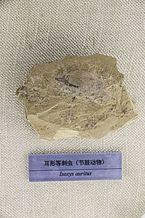 δ̳滯ʯ