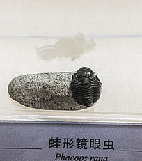 ξ۳滯ʯ
