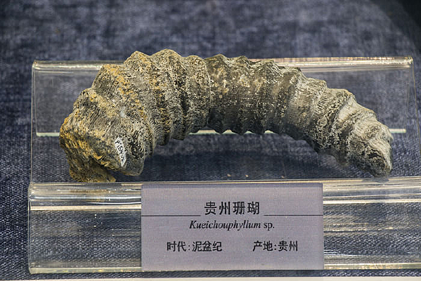 贵州珊瑚化石