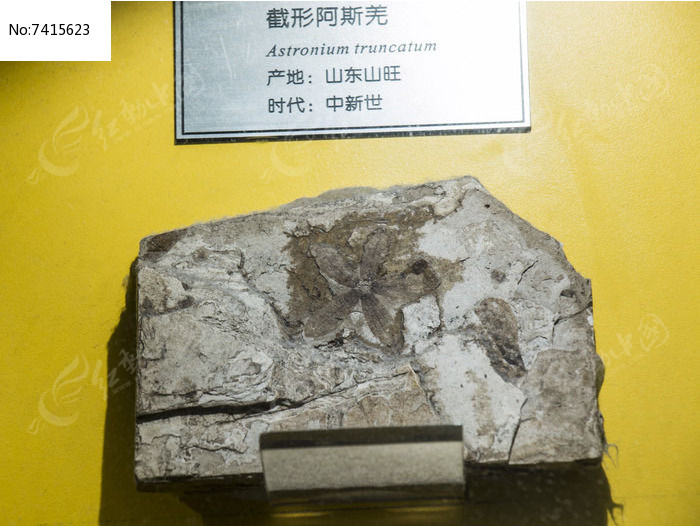 ���ΰ�˹Ǽ��ʯͼƬ