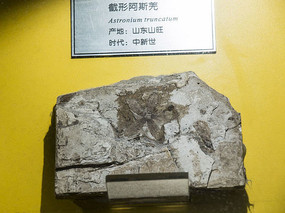 ���ΰ�˹Ǽ��ʯ