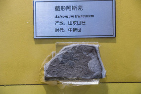 ���ΰ�˹Ǽ��ʯ