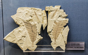 ���������黯ʯ