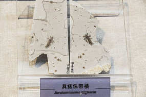 ����٪������ʯ