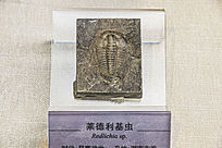 滯ʯ
