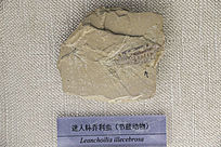 滯ʯ