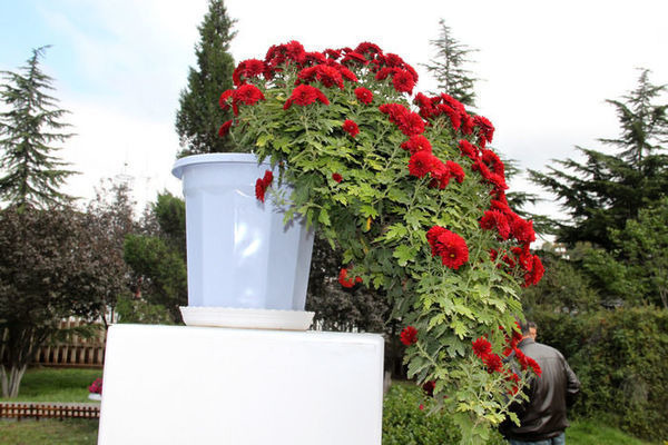 ʢ���Ŀ�ȸβ�ջ�����