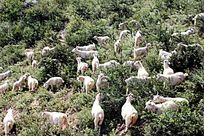 �����µ���Ⱥ