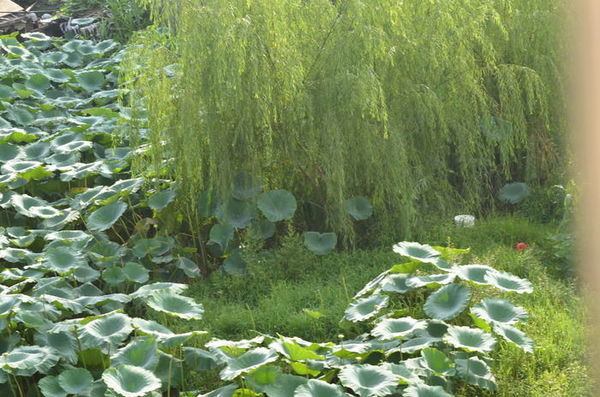 �����羰ͼƬ