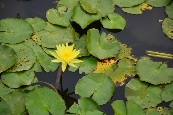 ��ɫ����