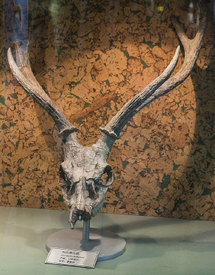 ���ϵ���¹ͷ��