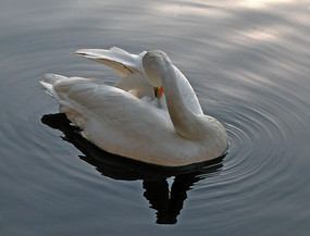 ˮ�еİ����