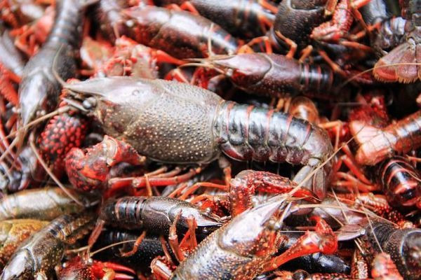 һ�Ѻ�ɫС��Ϻ