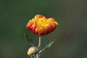 һ���ɫ�ջ�