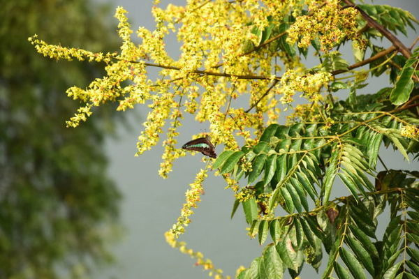 ���еĺ���