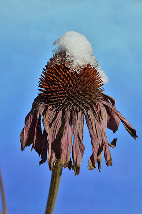 �����ϵİ�ѩ