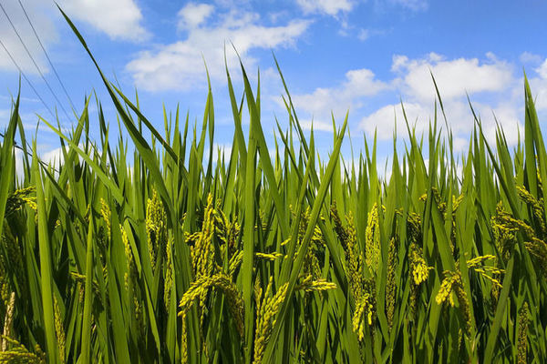 ��Ұ����