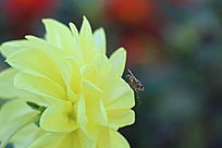 �ƻ��ϵ��۷�