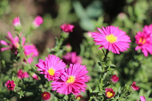 �����Ϻ�ɫ�ջ�