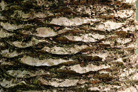 ������Ƥ��