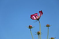 �����ɣ��