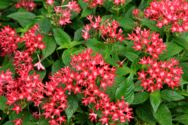 ���ǻ�����