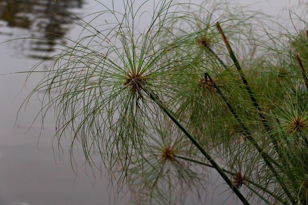 ���ݺ���ʪ�ع�԰ˮ��