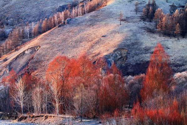 ������ѩ