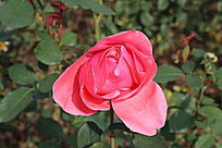 ��ɫ���¼���