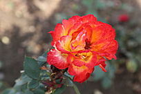 �����¼�������