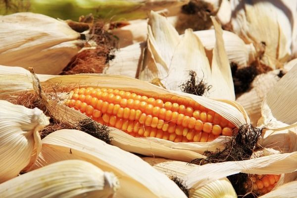 ��Ƶ�����