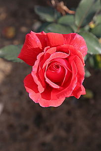 �¼�������