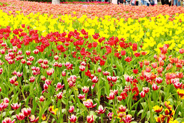 �����㻨��